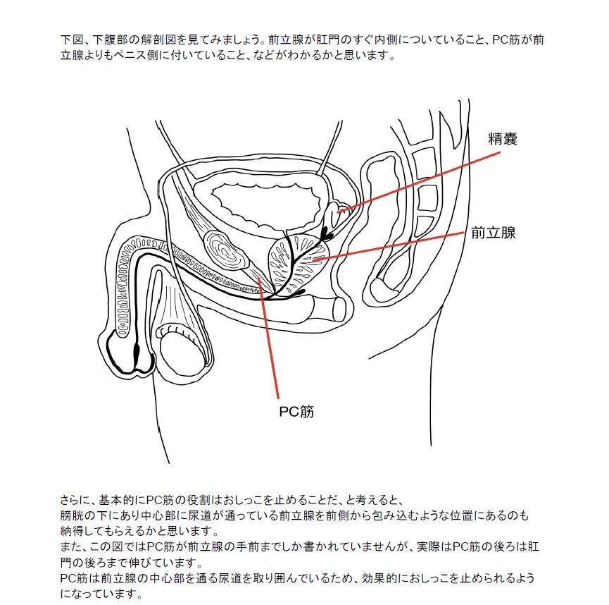 【医学生監修/図解解説PDF入】脳に快感を刻み込む甘々乳首&前立腺開発 後戻りできない一ヶ月間甘マゾ メスイキトレーニング