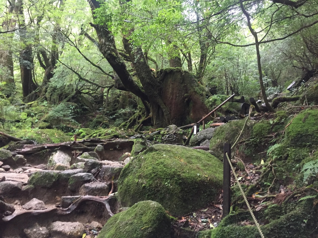 雲水峡と七本杉の精霊【全編ささやき声・屋久島生音収録】