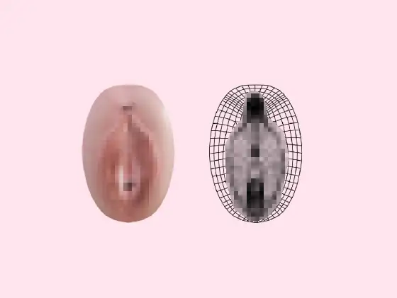 女性器内部構造モデル