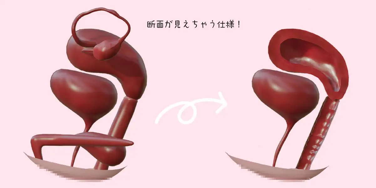 女性器内部構造モデル