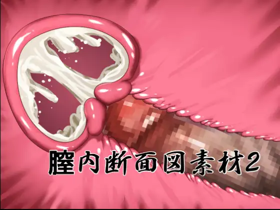 膣内断面図素材2