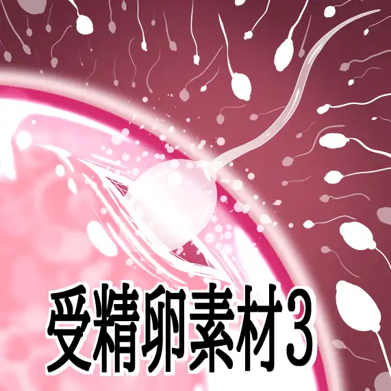 受精卵素材3