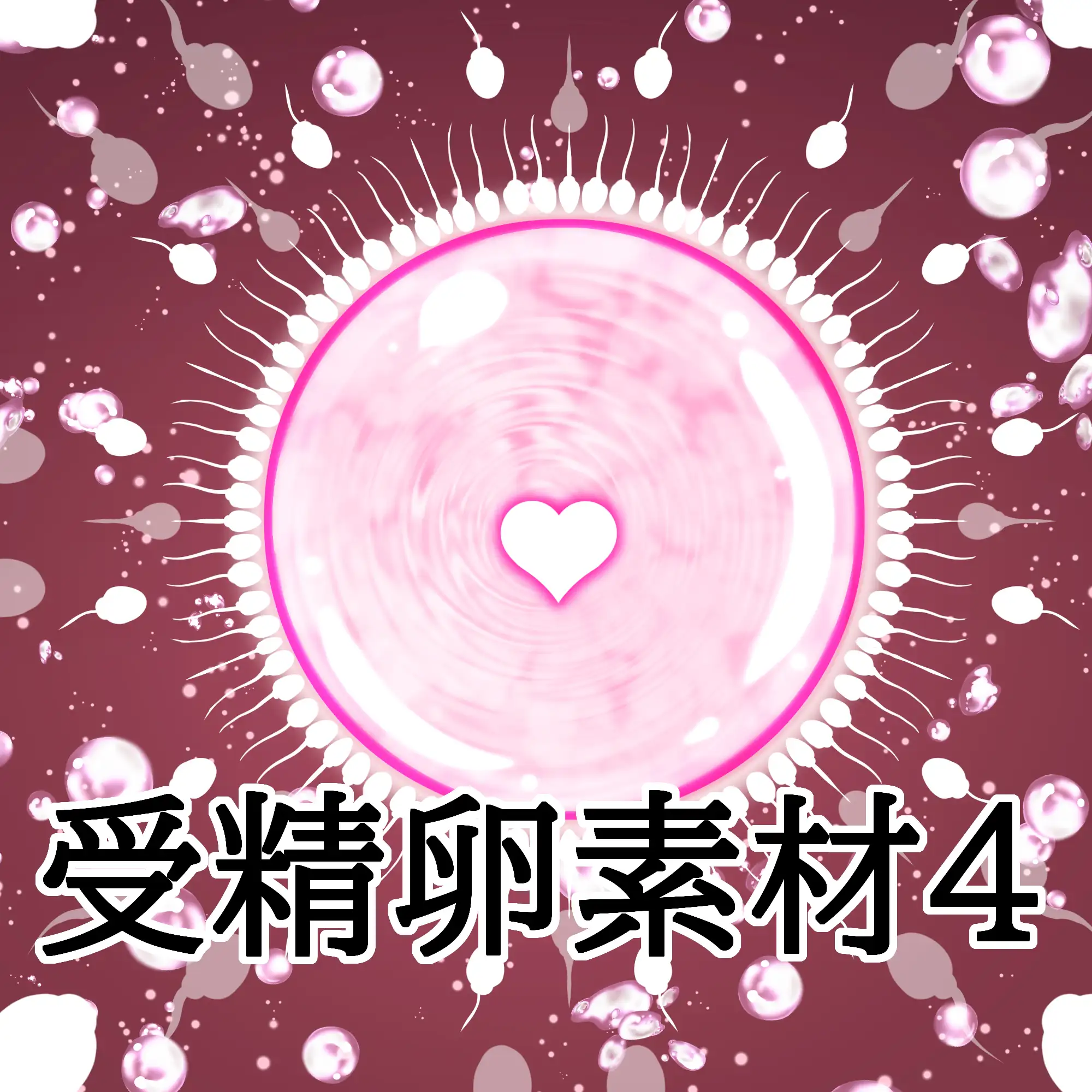 受精卵素材4