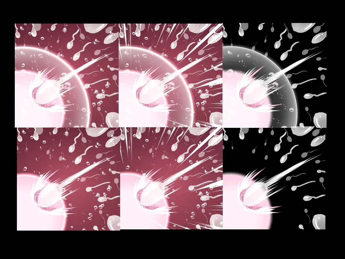 受精卵素材7
