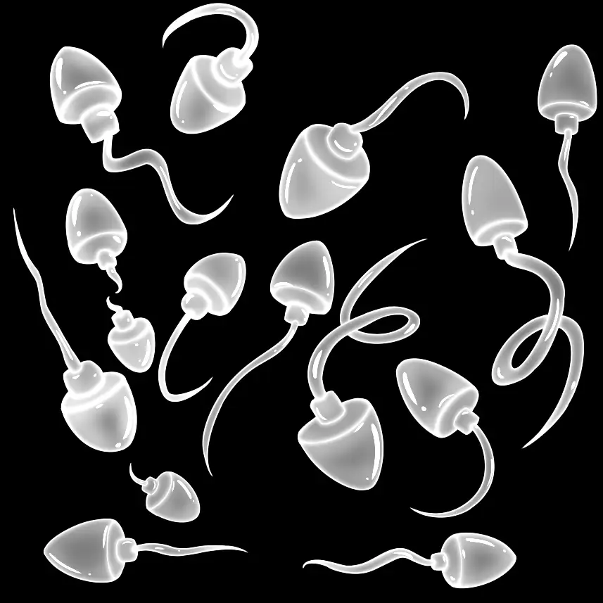 精子素材4